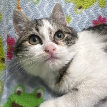 American Shorthair Cats Available for Adoption - Amelia | PetCurious