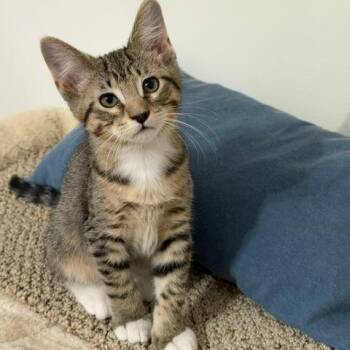 Bo Peep -  Domestic Short Hair Cat for Adoption in Naperville, Illinois - Bo Peep | PetCurious