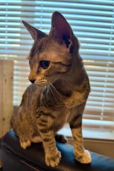 Sundew -  Domestic Short Hair Cat for Adoption in New Braunfels, Texas - Sundew | PetCurious