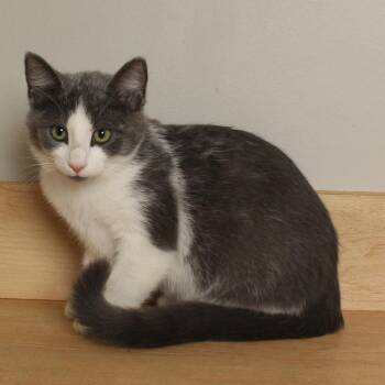 Cloud C70614 -  Domestic Short Hair Cat for Adoption in Minnetonka, Minnesota - Cloud C70614 | PetCurious