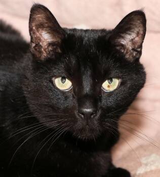Bear -  Domestic Short Hair Cat for Adoption in Cincinnati, Ohio - Bear | PetCurious