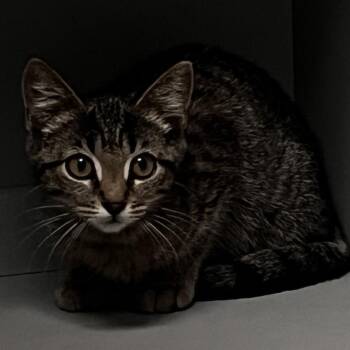 Mango -  Domestic Short Hair Cat for Adoption in Lenexa, Kansas - Mango | PetCurious