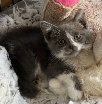 Rescue Domestic Short Hair Cats for Adoption in West Hollywood, California - Ruby | PetCurious