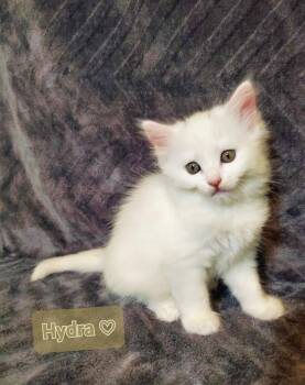 Hydra -  Domestic Medium Hair Cat for Adoption in Grants Pass, Oregon - Hydra | PetCurious