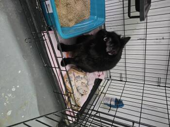 Domestic Long Hair Cats Available for Adoption in Nucla, Colorado - Jasmine "Jazzy" | PetCurious