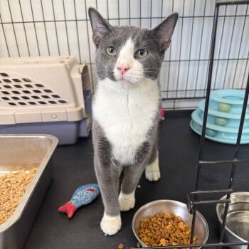 Smokey -  Domestic Short Hair Cat for Adoption in Houston, Texas - Smokey | PetCurious
