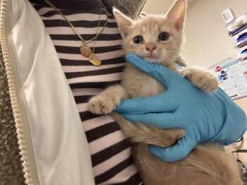 Domestic Short Hair Cats Available for Adoption in Riverside, California - A1919713 | PetCurious