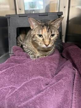 Texas Roadhouse -  Domestic Short Hair Cat for Adoption in Wichita, Kansas - Texas Roadhouse | PetCurious