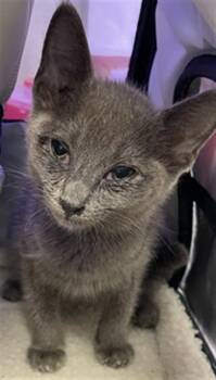 Rescue Domestic Short Hair Cats for Adoption in Rosenberg, Texas - YUZU | PetCurious