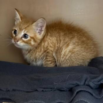 Domestic Short Hair Cats Available for Adoption in Madisonville, Kentucky - Orange-Spice | PetCurious
