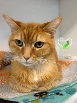 Domestic Short Hair Cats Available for Adoption in Delson, Quebec - Chanel | PetCurious