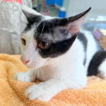 Cason -  Domestic Short Hair Cat for Adoption in Kansas City, Missouri - Cason | PetCurious