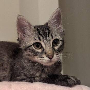 Maisy -  Domestic Medium Hair Cat for Adoption in Lafayette, Louisiana - Maisy | PetCurious