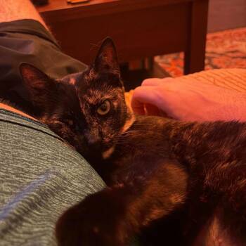 Ava -  Domestic Short Hair Cat for Adoption in New York, New York - Ava | PetCurious