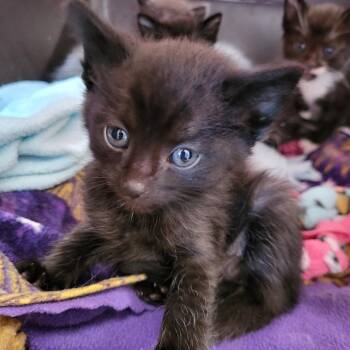 Yamaha 53967 -  Domestic Short Hair Cat for Adoption in Las Vegas, Nevada - Yamaha 53967 | PetCurious