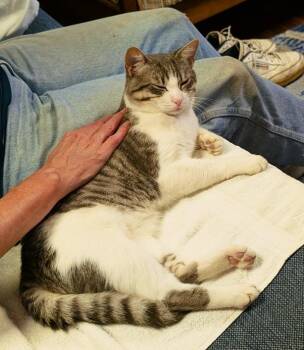 Milo -  Domestic Short Hair Cat for Adoption in Nolensville, Tennessee - Milo | PetCurious
