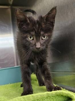 A570693 -  Domestic Short Hair Cat for Adoption - A570693 | PetCurious