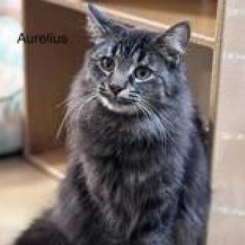 Aurelius (bonded with Wesley) -  Domestic Medium Hair Cat for Adoption in Pickering, Ontario - Aurelius (bonded With Wesley) | PetCurious