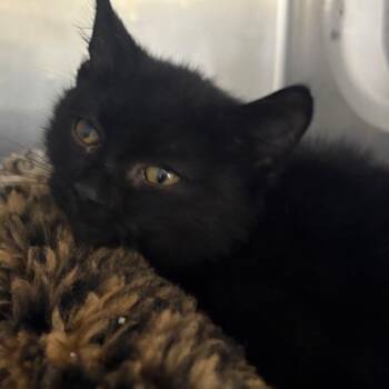 Salem -  Domestic Short Hair Cat for Adoption in Spokane, Washington - Salem | PetCurious