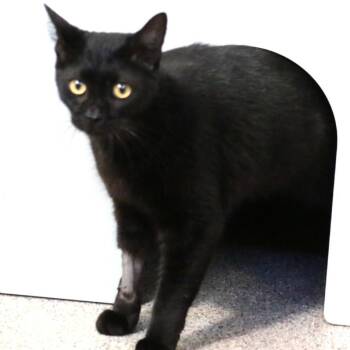 Heci -  Domestic Short Hair Cat for Adoption in Sarasota, Florida - Heci | PetCurious