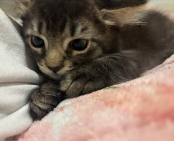Stitch -  Domestic Short Hair Cat for Adoption in Fort Collins, Colorado - Stitch | PetCurious