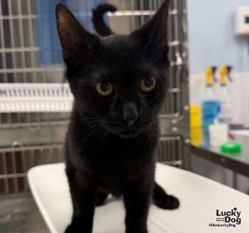 Flora -  Domestic Short Hair Cat for Adoption in Washington, District Of Columbia - Flora | PetCurious