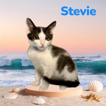 STEVIE -  Domestic Short Hair Cat for Adoption in Visalia, California - STEVIE | PetCurious
