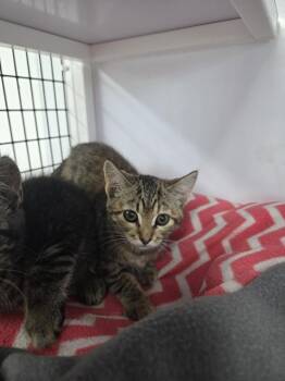 Bramble -  Domestic Short Hair Cat for Adoption in Salmon, Idaho - Bramble | PetCurious