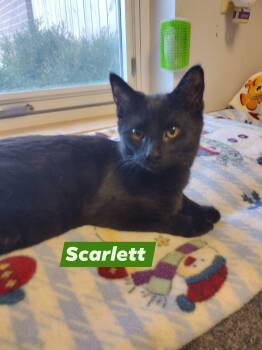 Domestic Short Hair Cats Available for Adoption in Monroe, Ohio - Scarlett | PetCurious