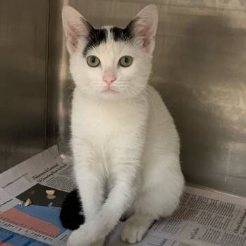 Rescue Domestic Short Hair Cats for Adoption in Los Angeles, California - Lexie | PetCurious