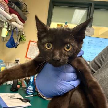 Mexico -  Domestic Short Hair Cat for Adoption in Pasadena, California - Mexico | PetCurious
