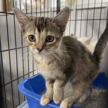 Hailey -  Domestic Short Hair Cat for Adoption in Corbin, Kentucky - Hailey | PetCurious