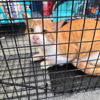Mango -  Domestic Short Hair Cat for Adoption in Montgomery, Alabama - Mango | PetCurious