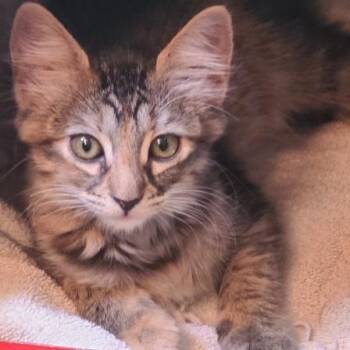 Shilo -  Domestic Short Hair Cat for Adoption in Prescott, Arizona - Shilo | PetCurious
