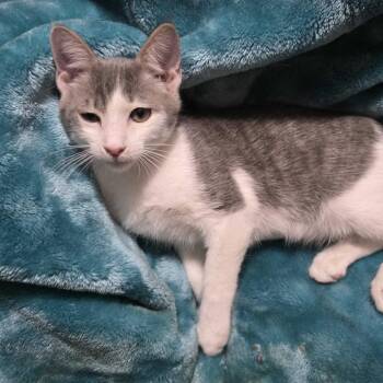 Peter Parker -  Domestic Short Hair Cat for Adoption in Valdosta, Georgia - Peter Parker | PetCurious