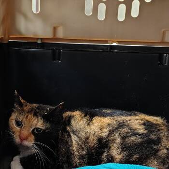 Cali (barn cat) -  Domestic Short Hair Cat Available for Adoption in Coos Bay, Oregon - Cali (barn Cat) | PetCurious