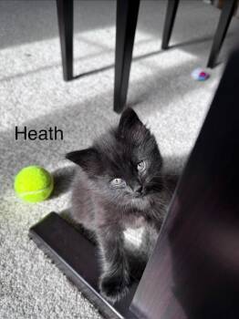 Domestic Medium Hair Cats Available for Adoption in Fort Collins, Colorado - Heath | PetCurious