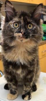 ATHENA -  Domestic Long Hair Cat for Adoption in Elizabethton, Tennessee - ATHENA | PetCurious