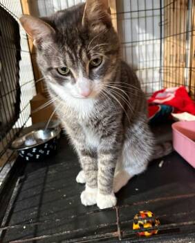 Domestic Short Hair Cats Available for Adoption - Stitch | PetCurious