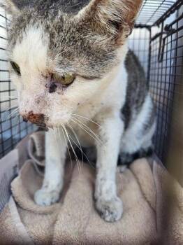 PANDA -  Domestic Short Hair Cat for Adoption in San Antonio, Texas - PANDA | PetCurious