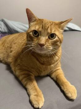 Domestic Short Hair Cats Available for Adoption - Jacques | PetCurious