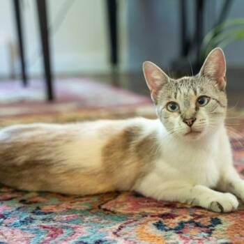 Siamese Cats Available for Adoption in Bethel, Connecticut - Cairo MOST LOVING CAT EVER- EMOTIONAL SUPPORT CAT | PetCurious