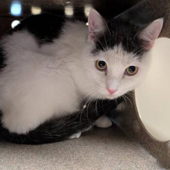 HORCHATA -  Domestic Medium Hair Cat for Adoption in Pasadena, California - HORCHATA | PetCurious