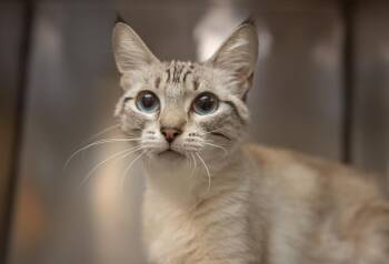 Annie UCD -  Siamese Cat for Adoption in Lincoln, California - Annie UCD | PetCurious