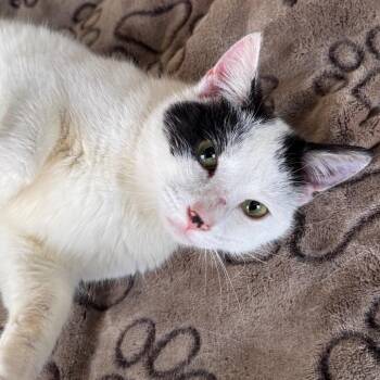 Domestic Short Hair Cats Available for Adoption - Mirabel | PetCurious