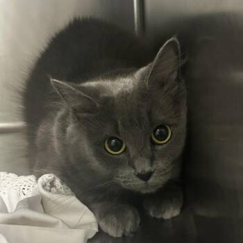 Phoebe -  Domestic Medium Hair Cat for Adoption in Chattanooga, Tennessee - Phoebe | PetCurious
