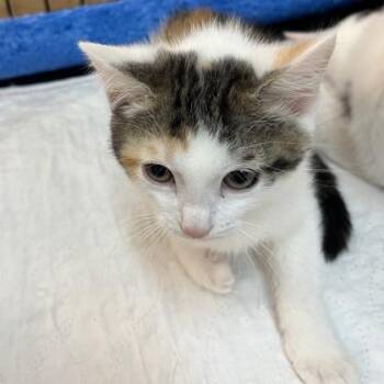 Mochi -  Domestic Short Hair Cat for Adoption in Cincinnati, Ohio - Mochi | PetCurious