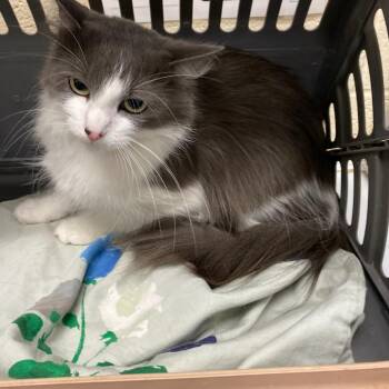 Domestic Medium Hair Cats Available for Adoption in Memphis, Tennessee - KOKI | PetCurious