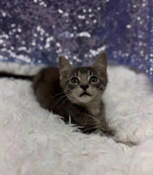 Billy the Kid -  Domestic Short Hair Cat for Adoption in Clarkesville, Georgia - Billy The Kid | PetCurious
