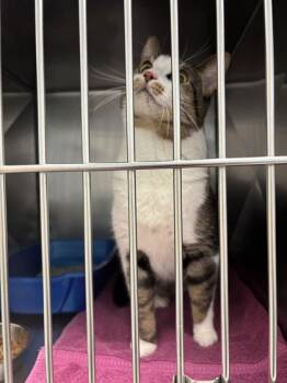 Domestic Short Hair Cats Available for Adoption in Fishers, Indiana - Kirito | PetCurious